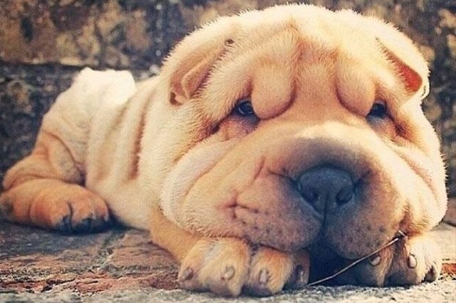 25 Chubby Puppies You Need to Snuggle Right Now