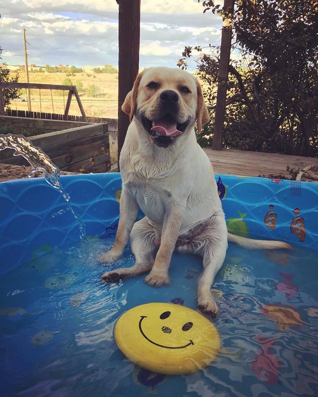 Smiling dog and frisbee
