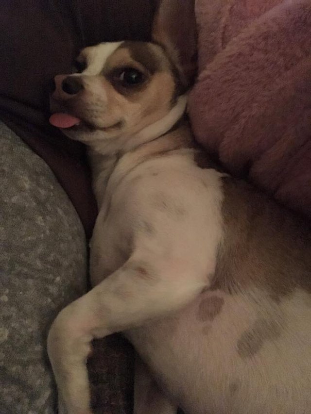Dog with tongue out