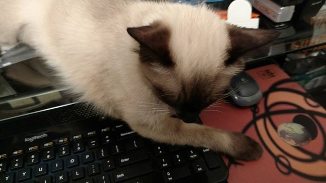 Cat on computer