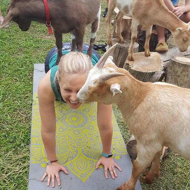 Goat Yoga
