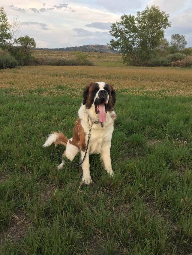 Dog with long tongue