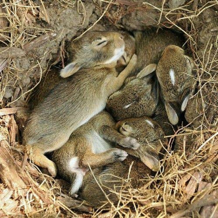 Here s What You Should Do If You Find A Nest Of Baby Bunnies Small Joys