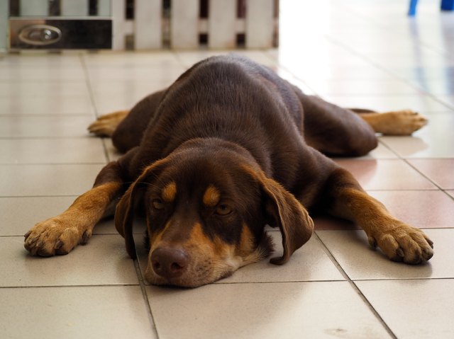 Close-Up Portrait Of Dog Relaxing On Tiled Floor