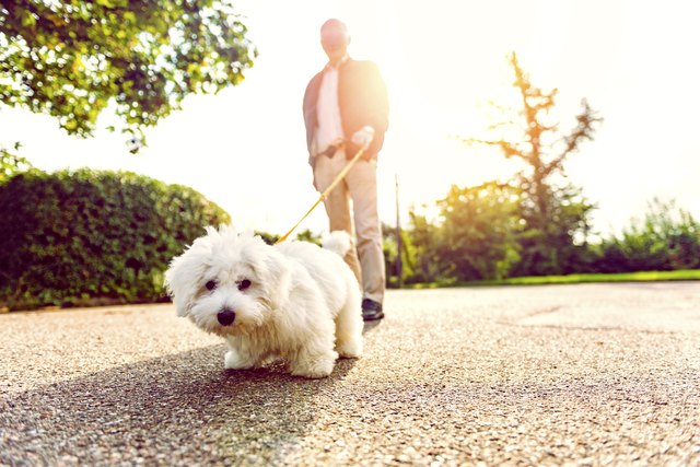 Close up of dog on leash looking at the camera