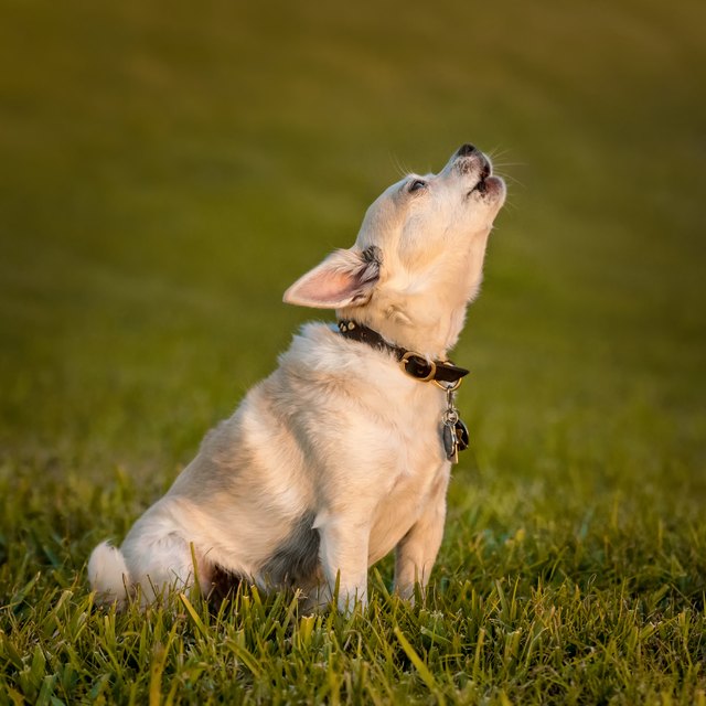 Chihuahua howling in field