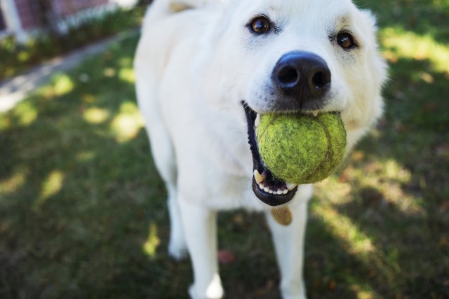 Portrait of white dog holding ball in mouth while standing in yard