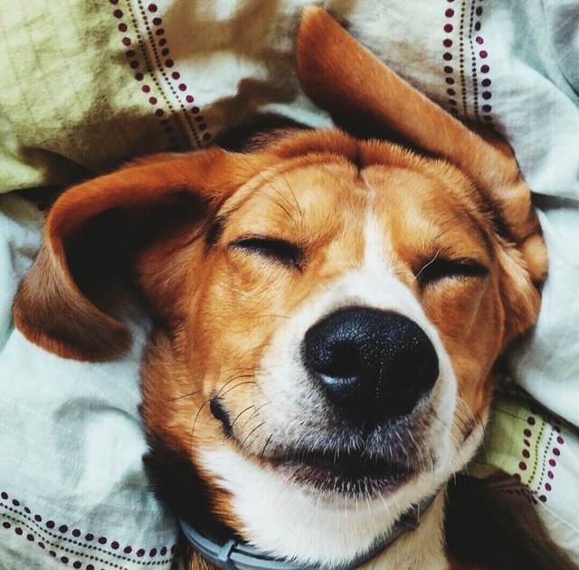 Close-Up Of Dog Sleeping On Bed At Home