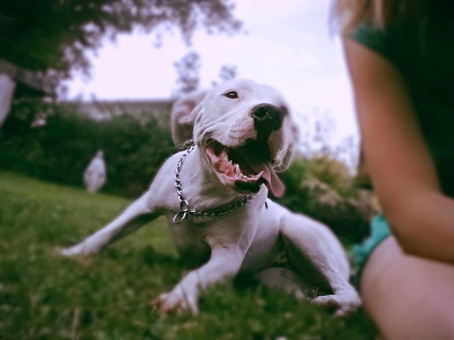 Dog Lying Down In Garden