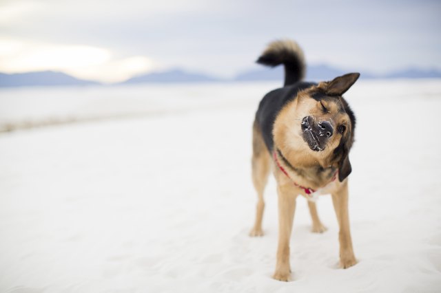 Full length of dog shaking while standing on desert at White Sands National Monument