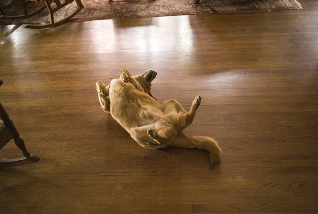 Dog rolling on back