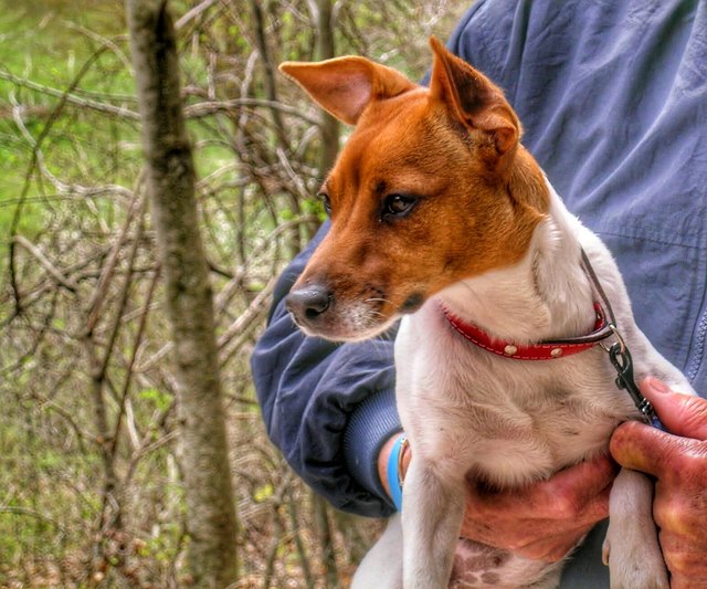 Midsection Of Man Holding Dog