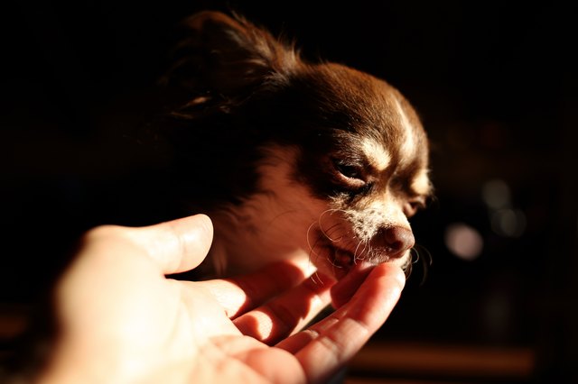 Chihuahua dog licking woman