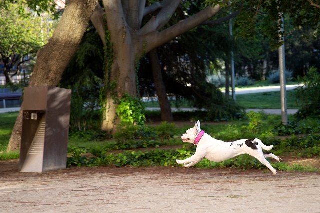 Dog Running On Footpath Against Trees