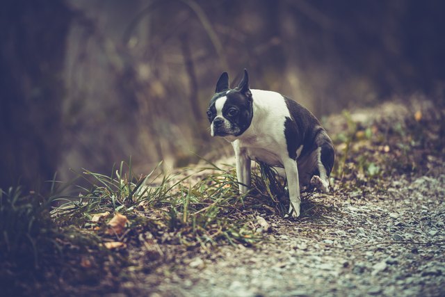 Boston Terrier