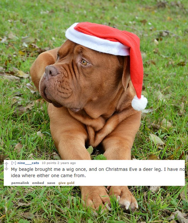Dog wearing a Santa hat.
