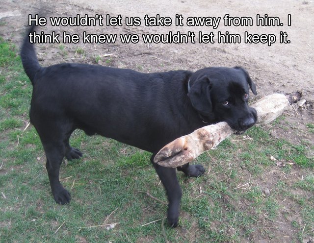 Dog carrying a large leg formerly attached to a hoofed animal.