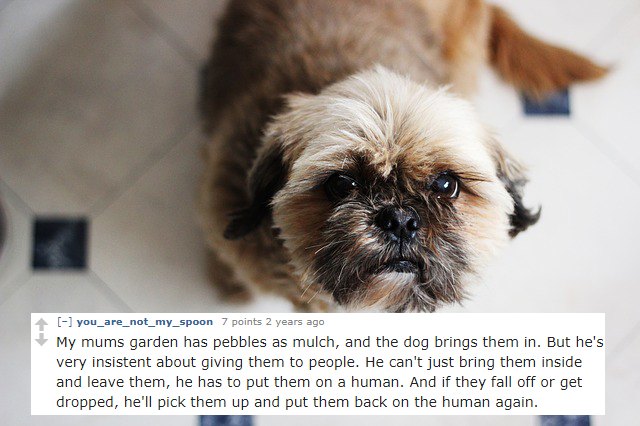 Dog looking up at camera.