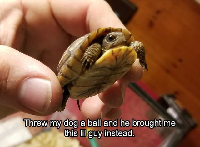 A very small turtle.