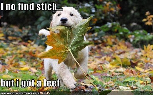 Puppy carrying a large leaf.