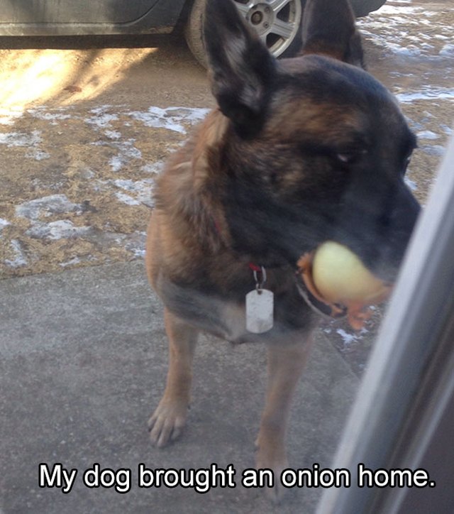 Dog carrying an onion.
