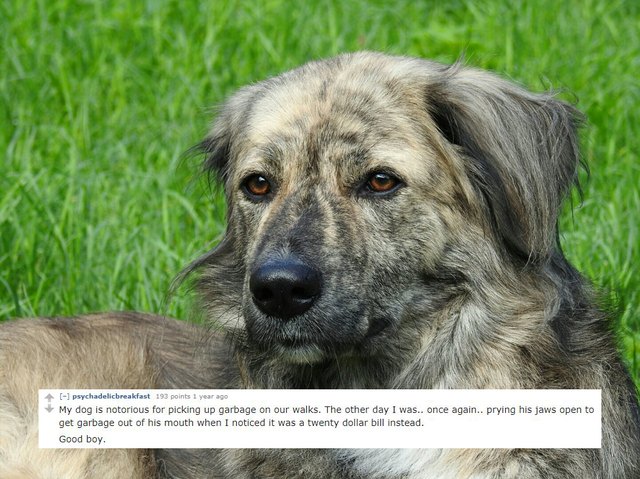 Dog looking into the distance.