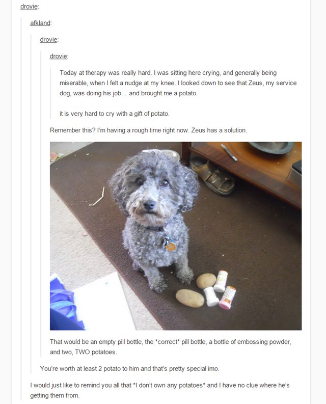 Service dog with potatoes and bottles of medication.