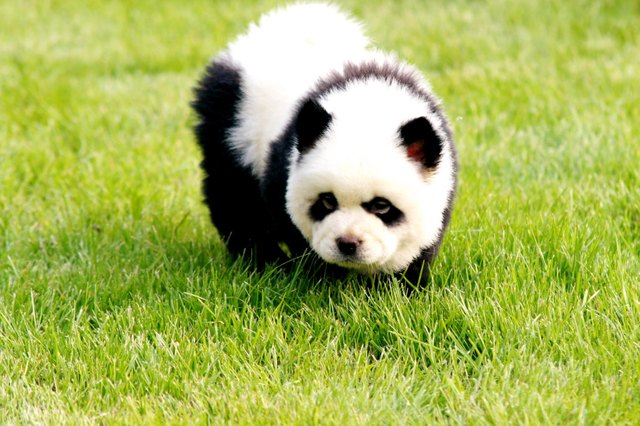 Chow Chow with fur dyed to look like a panda