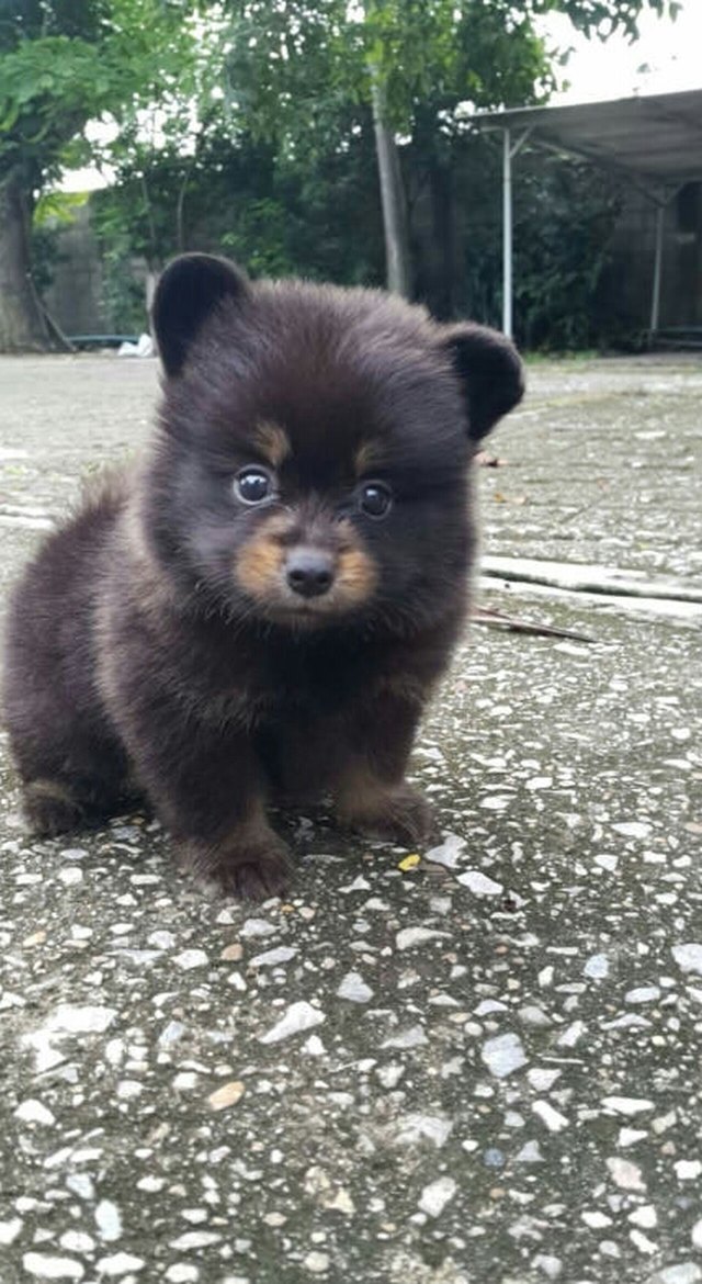 Pomeranian mix puppy
