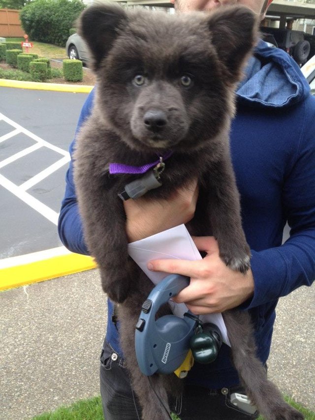 Mixed breed dog that looks like a bear
