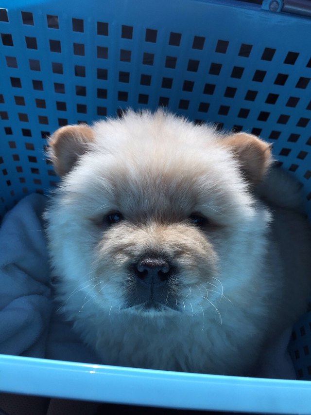 Chow Chow puppy