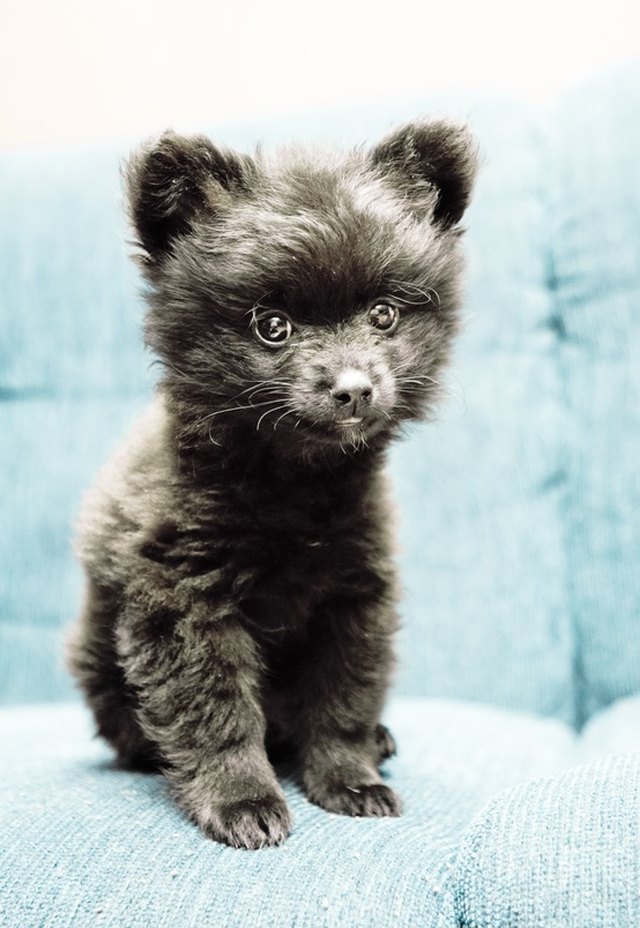 Puppy that looks like a bear cub