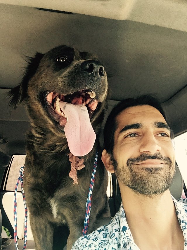 Man with big bear-like dog in backseat of car