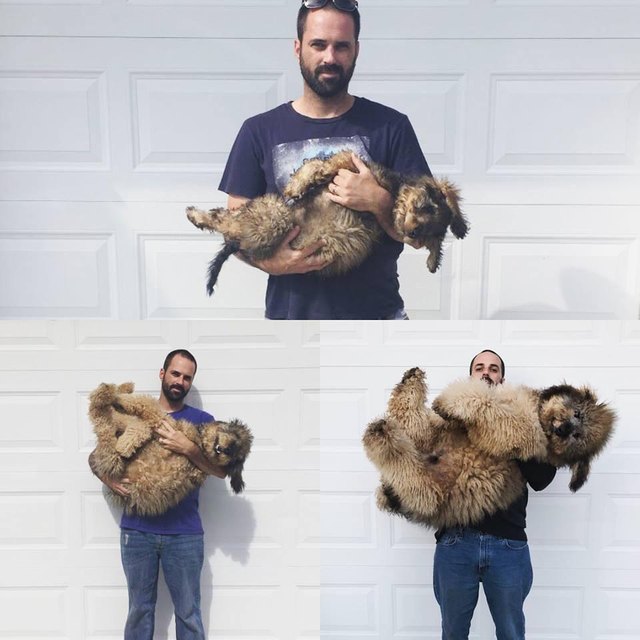 Photo set of puppy growing up to look like a bear