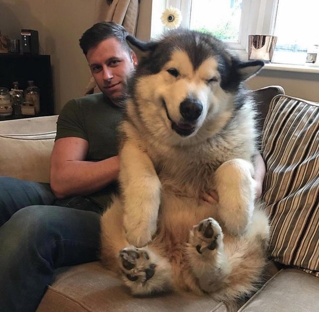 Winking bear-like dog sitting on man