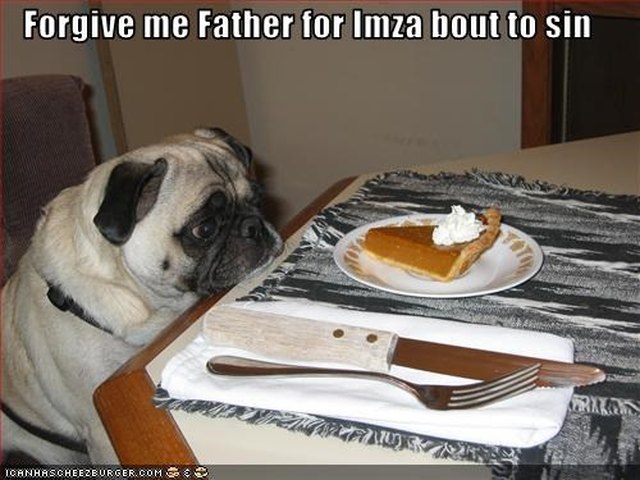 Pug contemplates slice of pumpkin pie.