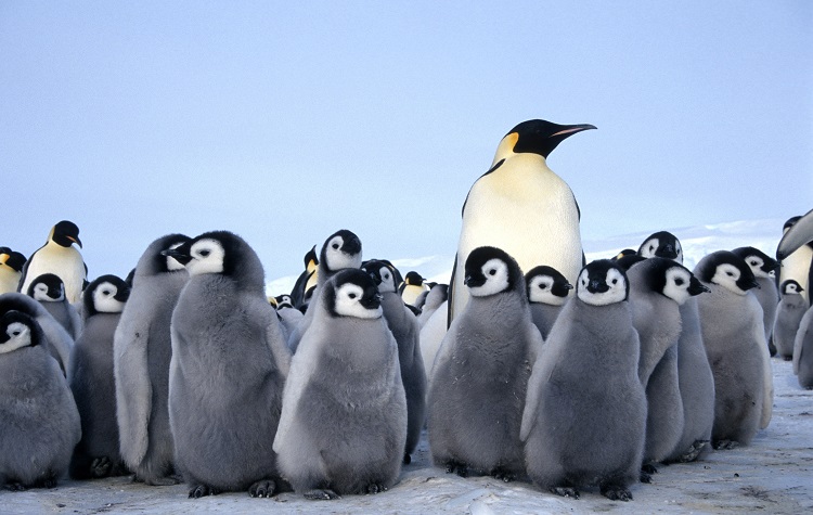 Second-Largest Emperor Penguin Colony In Antarctica Got Wiped Out, An ...