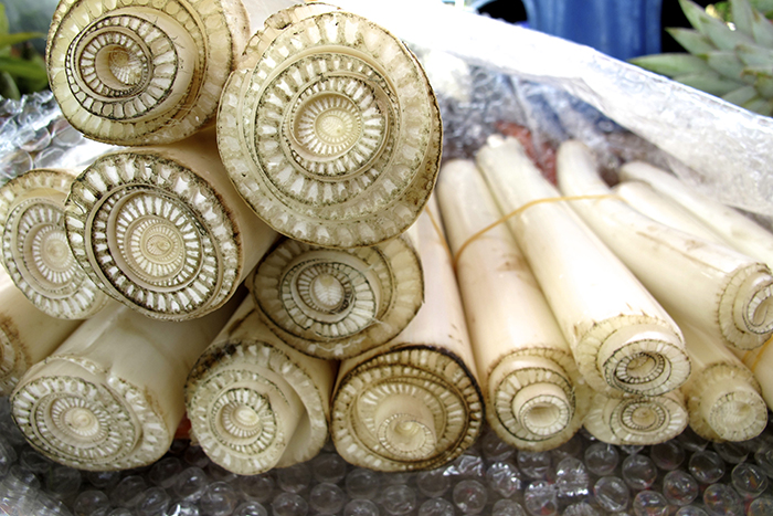 Cut banana tree trunks