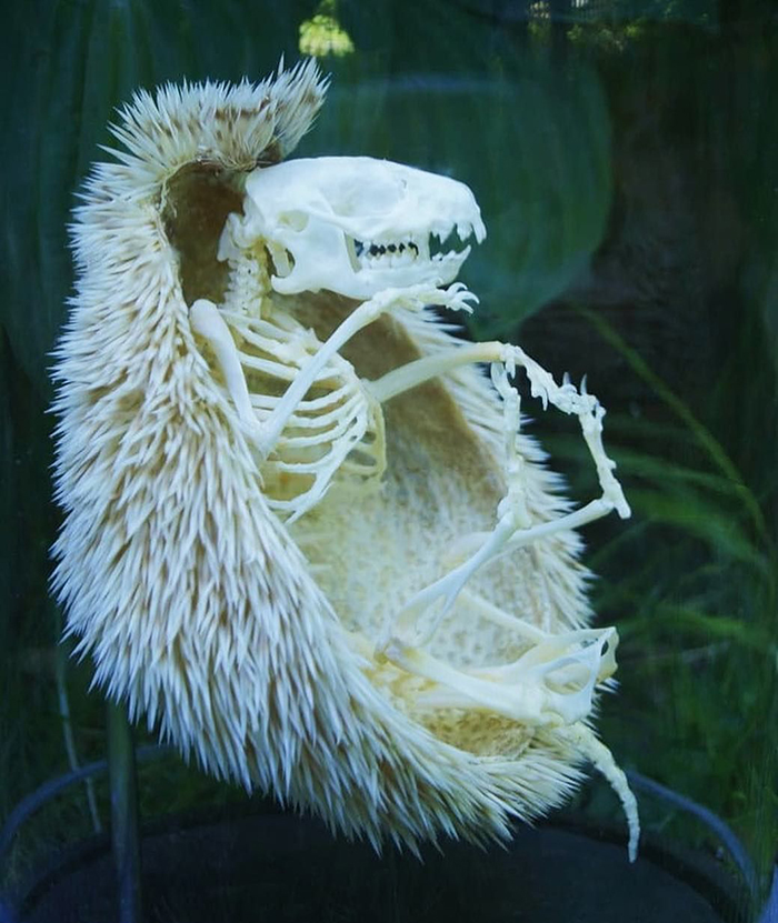 Hedgehog