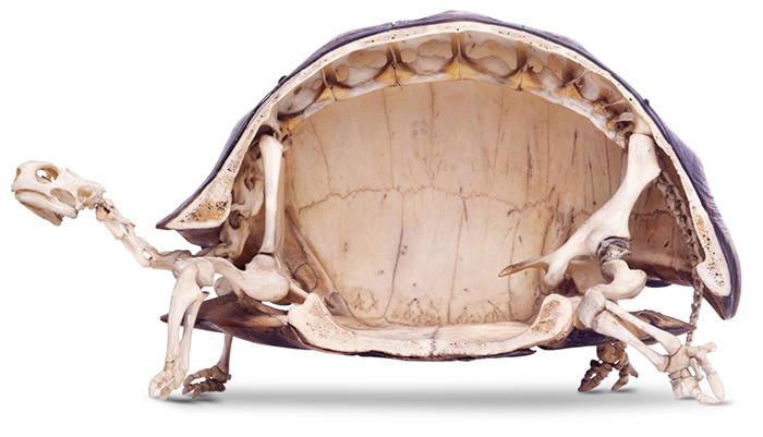 Tortoise skeleton