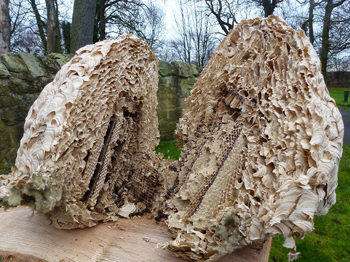 Wasp nest