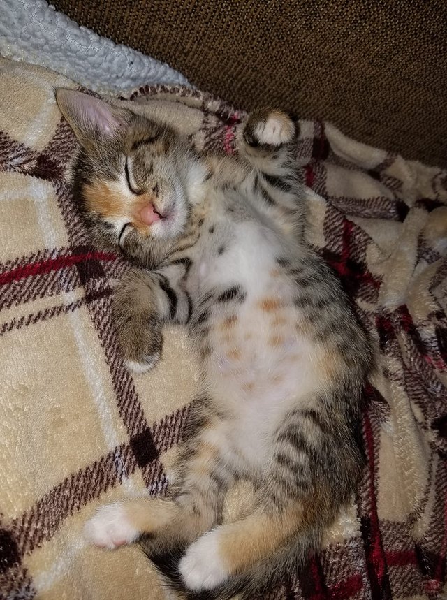 26 baby pet pics that prove Throw Back Thursday is the king of hashtags