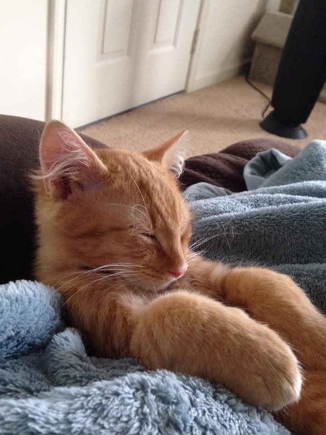 26 baby pet pics that prove Throw Back Thursday is the king of hashtags