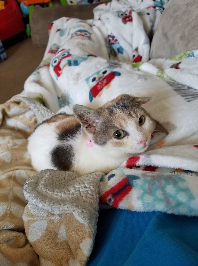 26 baby pet pics that prove Throw Back Thursday is the king of hashtags