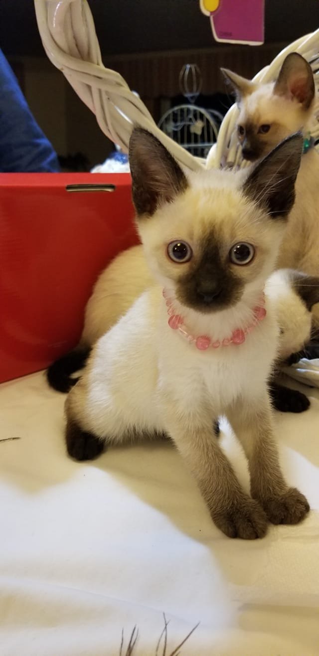 26 baby pet pics that prove Throw Back Thursday is the king of hashtags