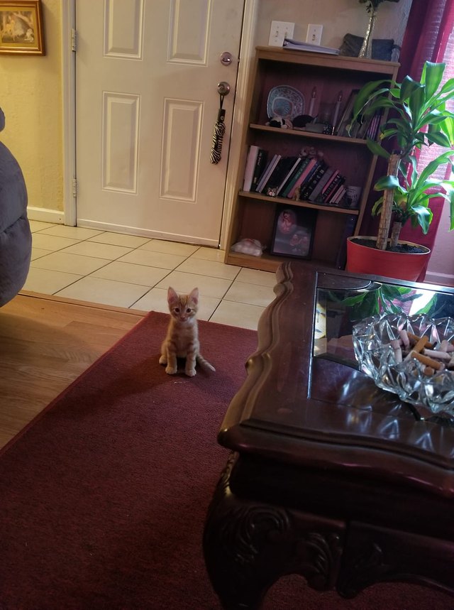 26 baby pet pics that prove Throw Back Thursday is the king of hashtags