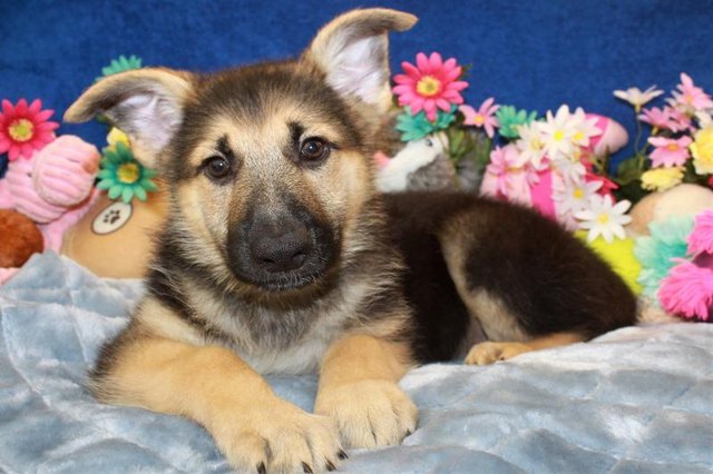 26 baby pet pics that prove Throw Back Thursday is the king of hashtags