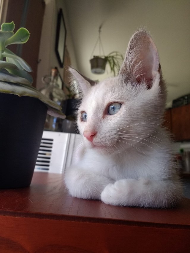 26 baby pet pics that prove Throw Back Thursday is the king of hashtags