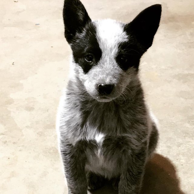 26 baby pet pics that prove Throw Back Thursday is the king of hashtags