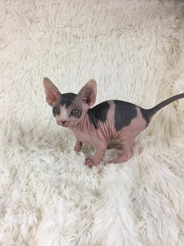 26 baby pet pics that prove Throw Back Thursday is the king of hashtags